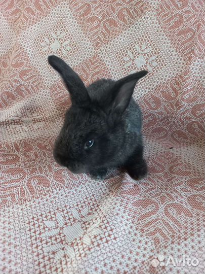 Кролики мясных пород