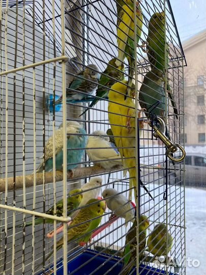 Птицы