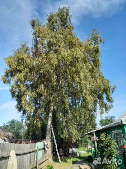 Спил опиливание деревьев