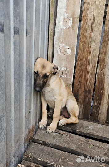 Собака в добрые руки из приюта