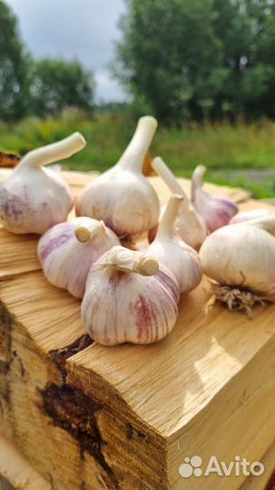 Фермерский чеснок озимый Любаша