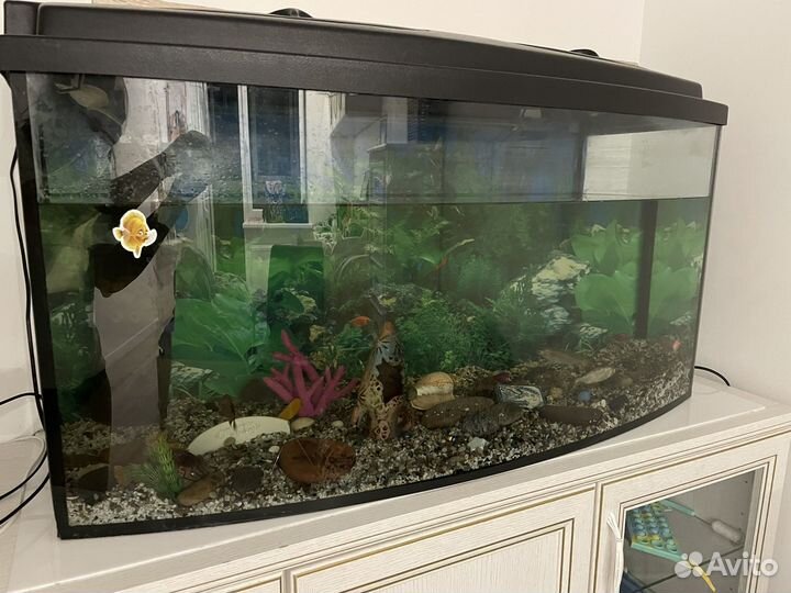 Аквариум с рыбками