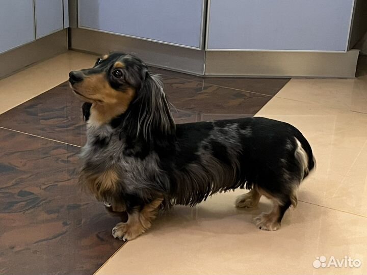 Вязка мраморный кобель такса