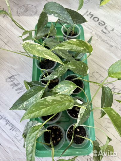 Эпипремнумы / сциндапсусы