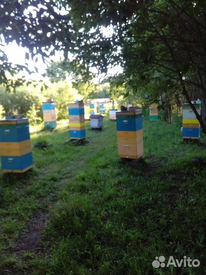 Пчелы пчелопакеты