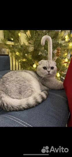 Шотландский кот вязка