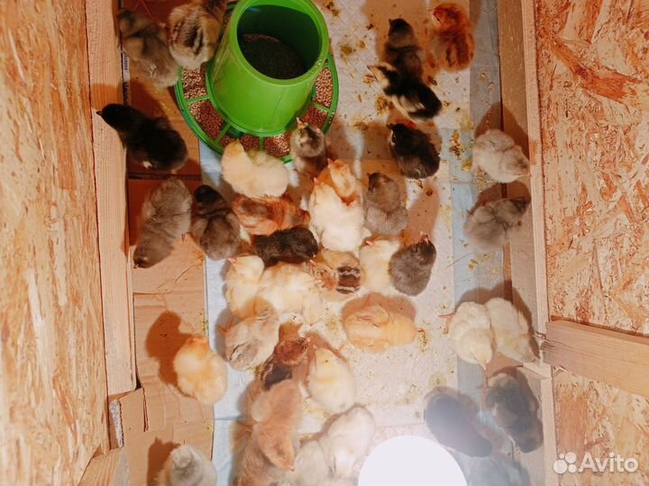 Домашняя птица