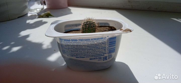 Кактус