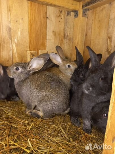 Кролик породы советская шиншила+серебро