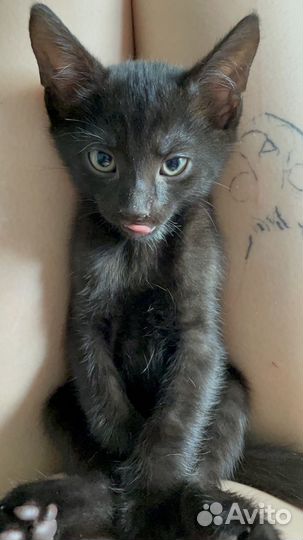 Котята бесплатно