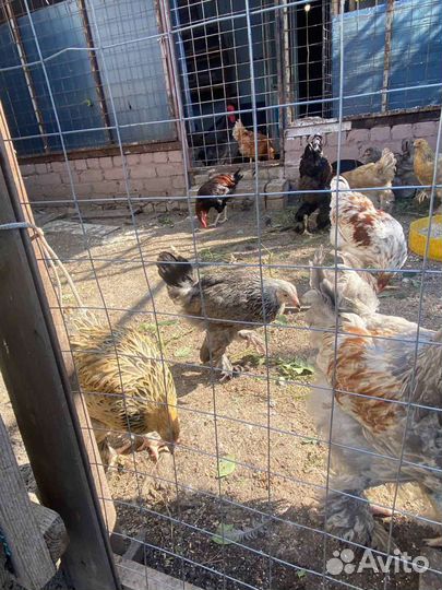 Куры молодки