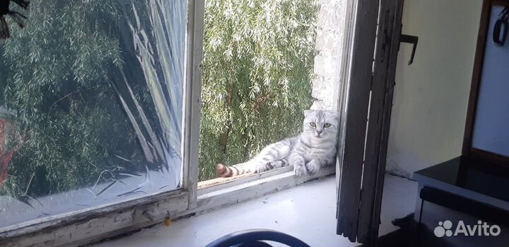 Отдам бесплатно