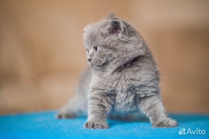 Чистокровный британский котик Эрик