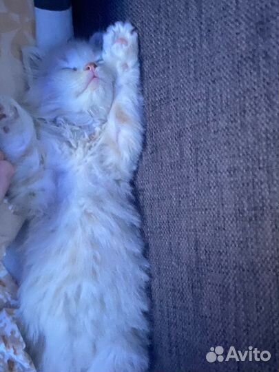 Котенок