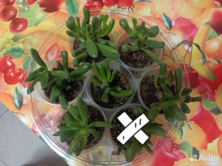 Крассула Хоббит Голлум