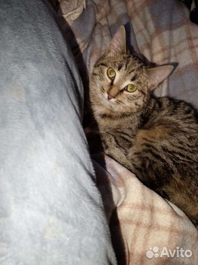 Кошка