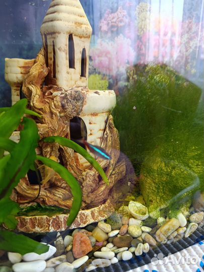 Аквариумные рыбы