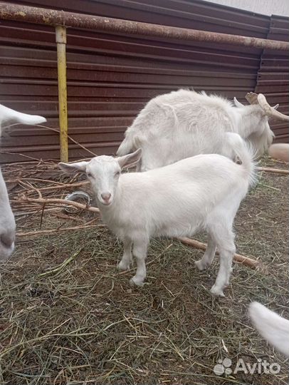 Козлята помесь чешской и зааненской породы