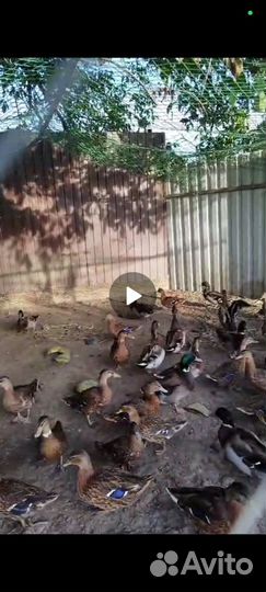 Утка кряква