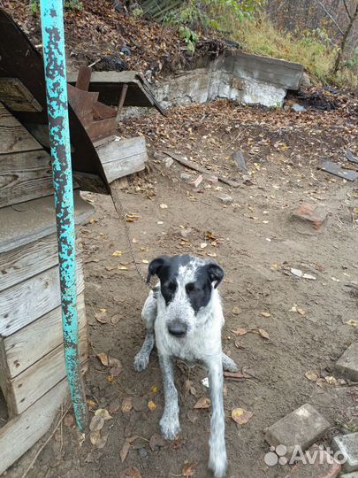 Отдам в добрые руки дратхаар