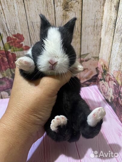 Мини крольчата