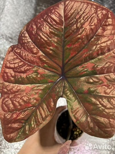 Каладиум тайский
