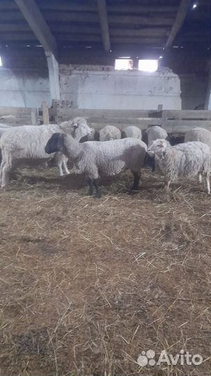 Овцы бараны