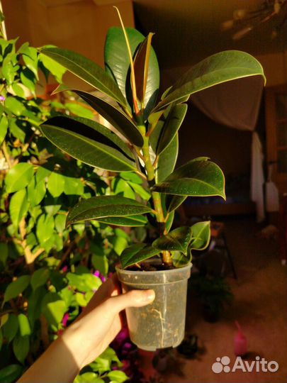 Фикус мелани