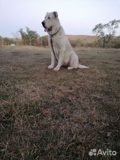 Сука алабай