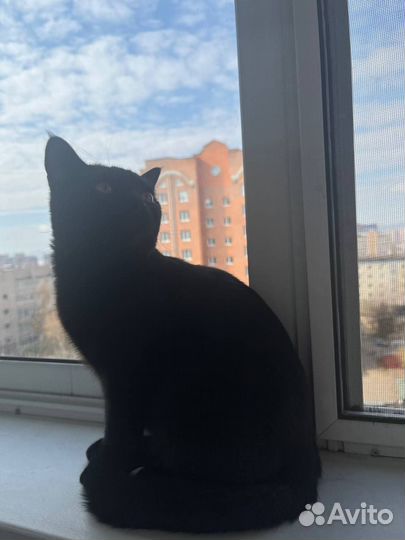 Кошки в добрые руки