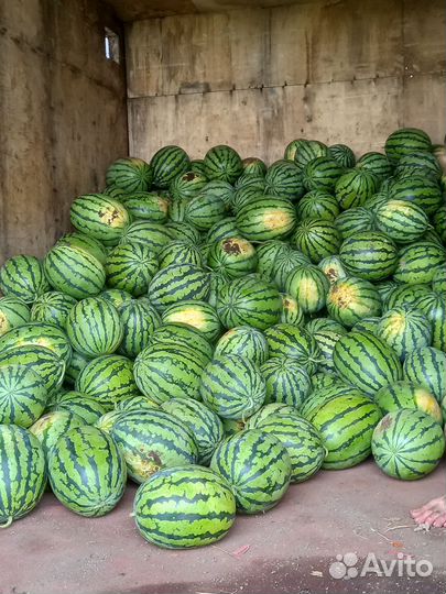 Арбуз бедуин