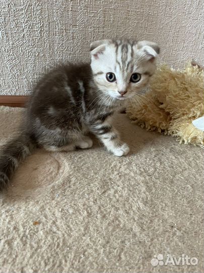 Шотландские котята