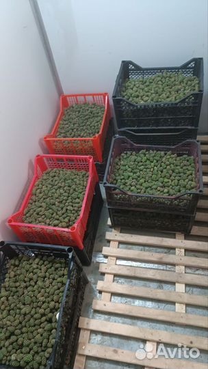 Шишки сосновые молодые