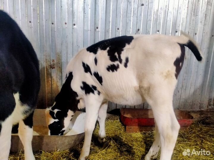 Тёлки голштинки козы козлята
