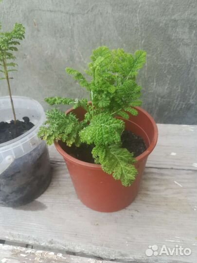 Маранта. Папортники