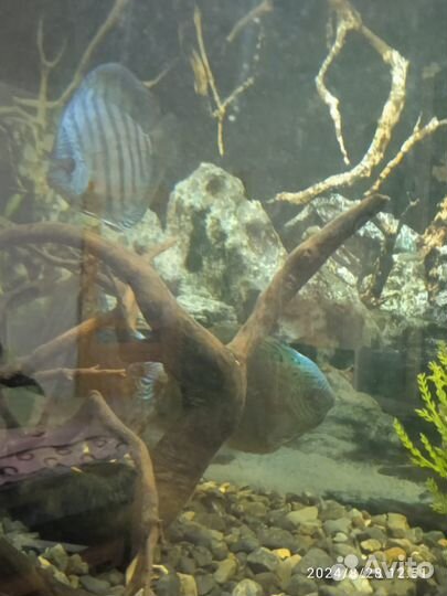 Аквариум с рыбами 