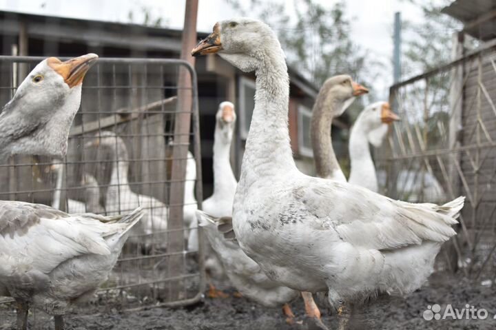 Холмогорские гуси. Гуси линда