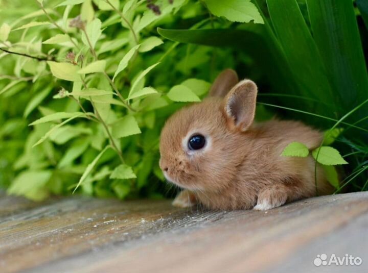 Нидерландские кролята