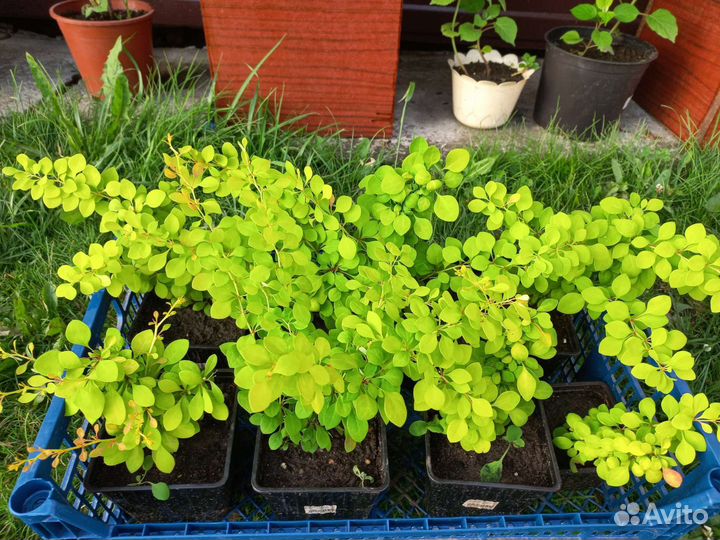 Барбарис Тунберга