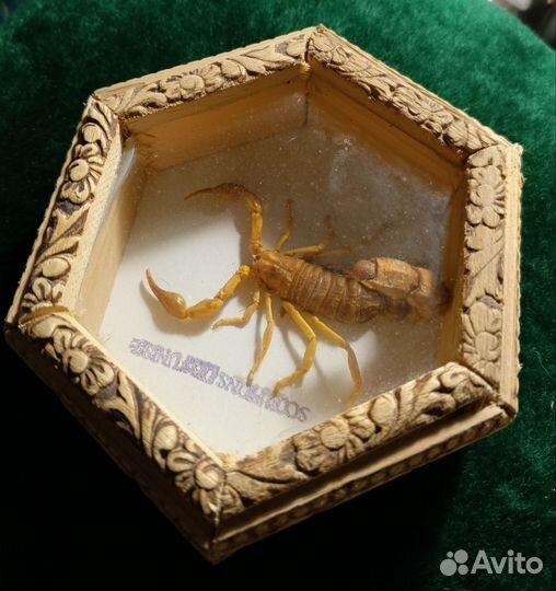 Чучело скорпиона scorpion из Туниса