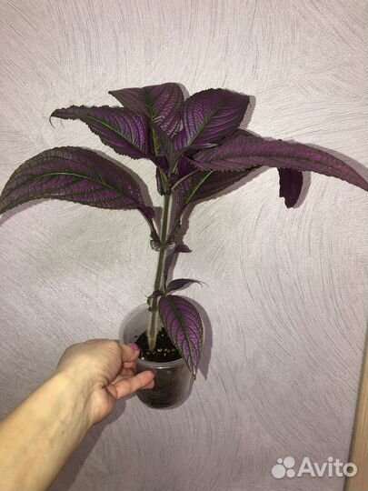 Стробилантес