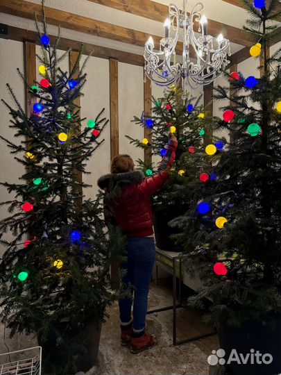 Взрослые Пихты сибирские 1,5-3,0 м с зкс в горшках