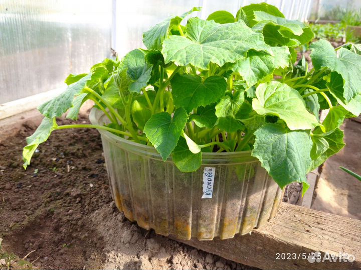 Огурцы, кабачки, тыква