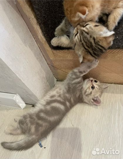 Шотланский котенок