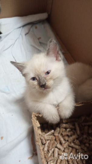 Отдам кота в добрые руки