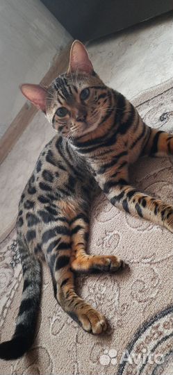 Бенгальский кот вязка