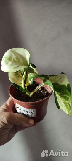 Сциндапсус (Эпипремнум) Укоренённые и на срез