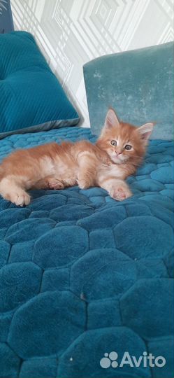 Котята мейн куны