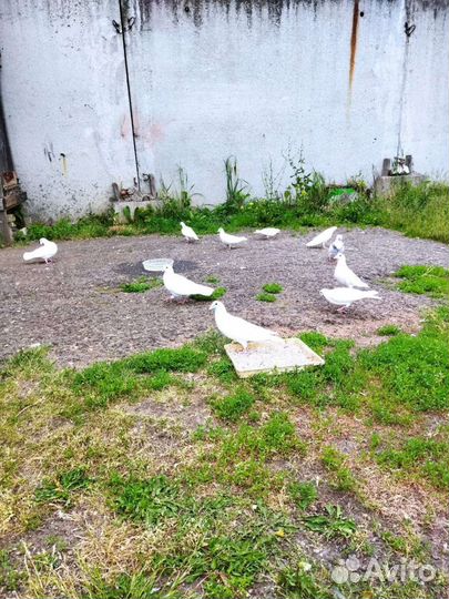 Голуби на свадьбу