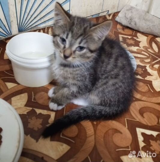 Мальчик в добрые руки